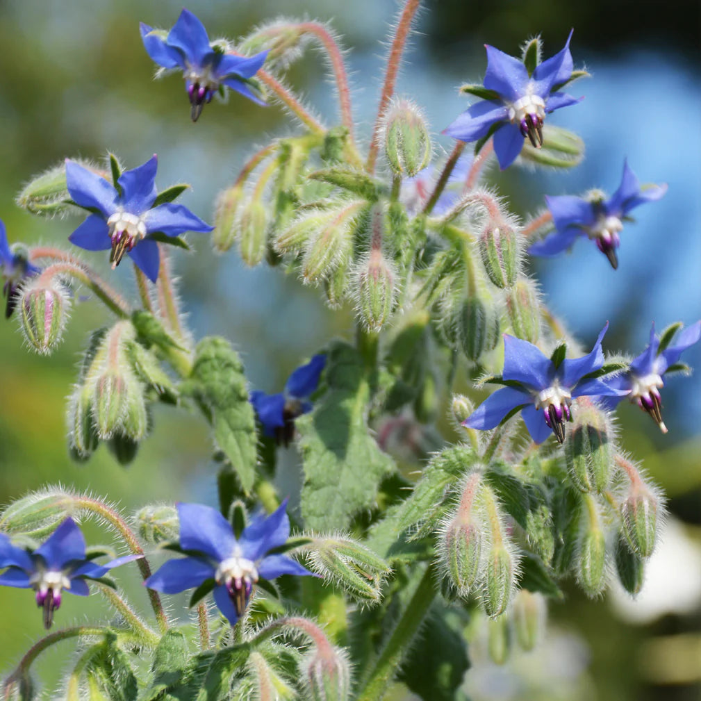 Bourrache officinale biologique