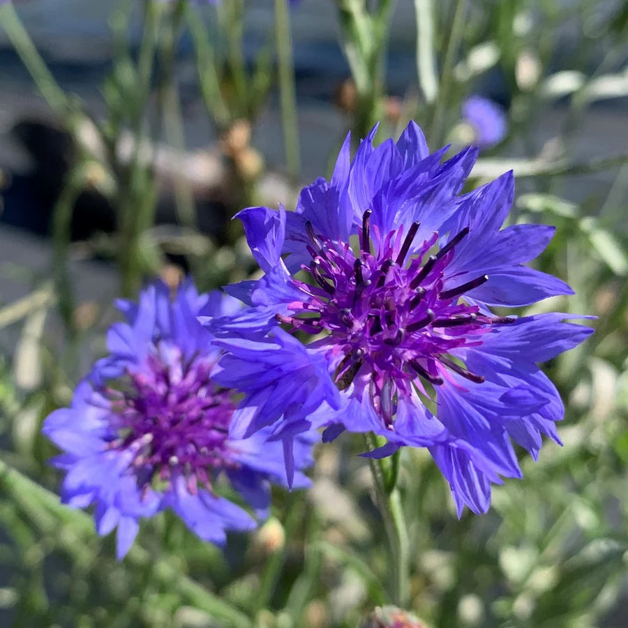 Centaurée bleuet biologique