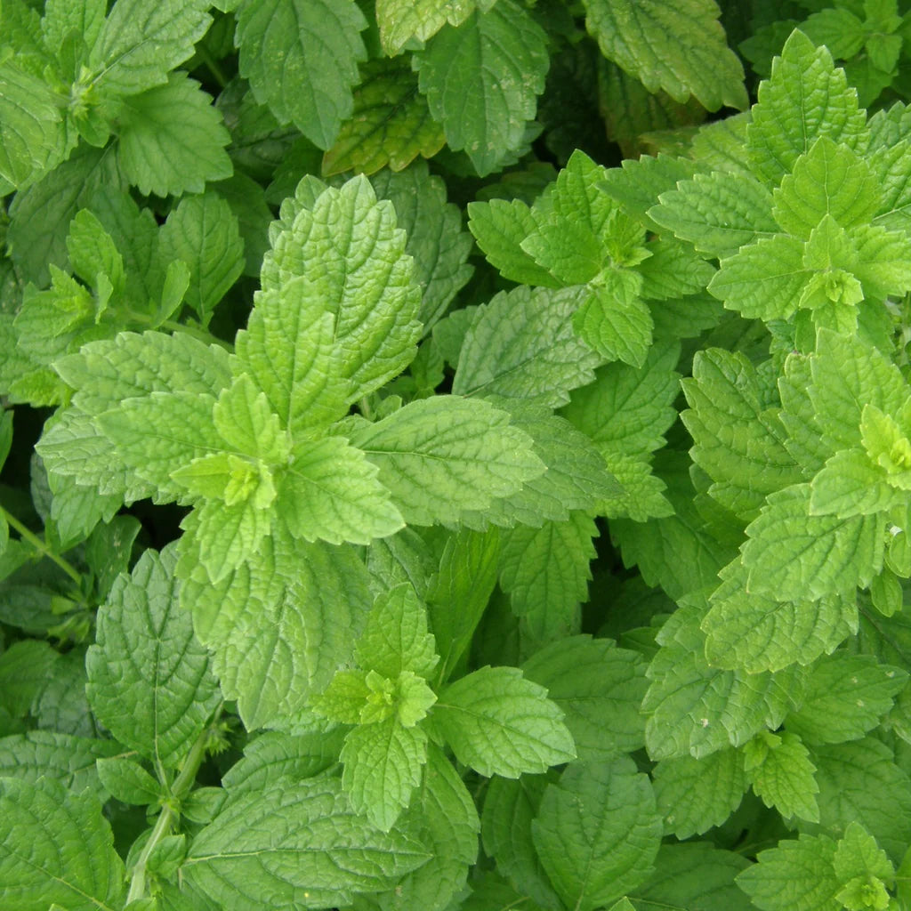 Mélisse officinale biologique