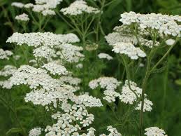 Yarrow