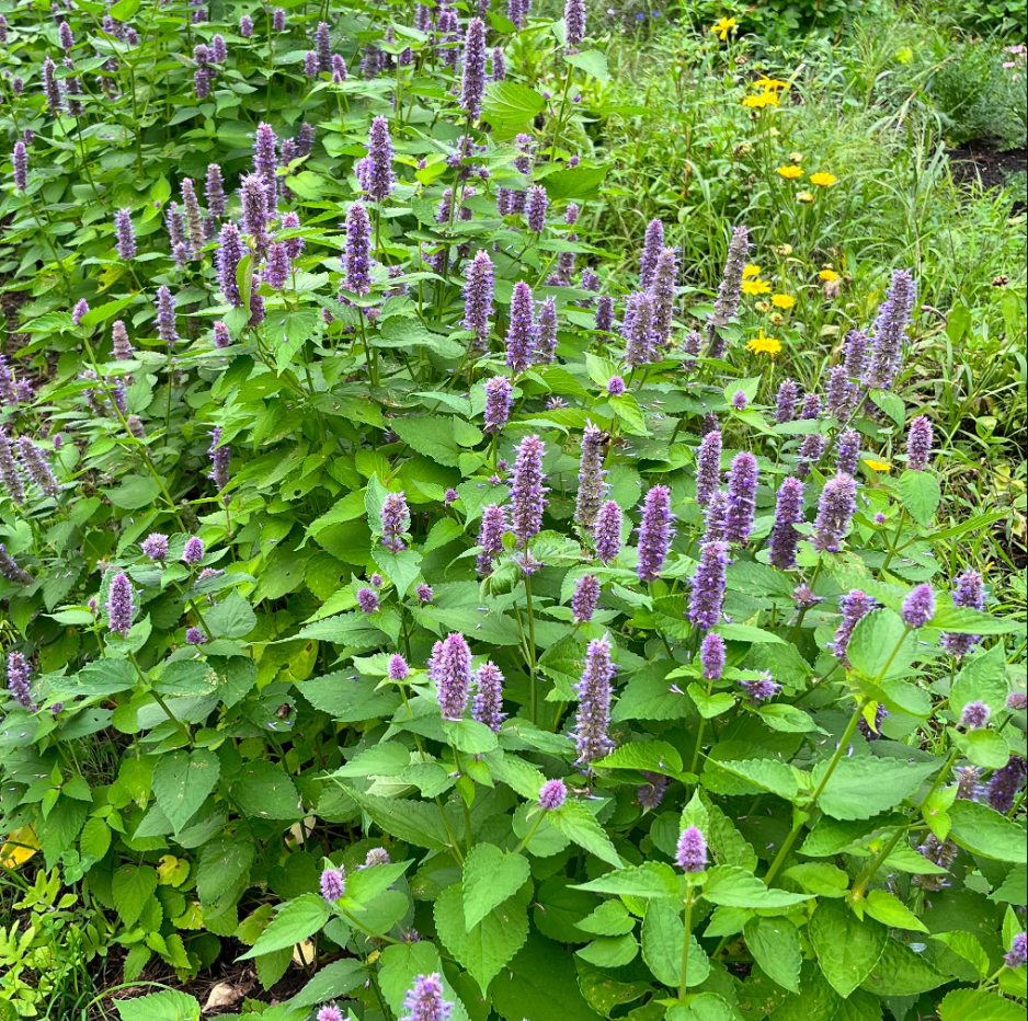 Agastache fennel