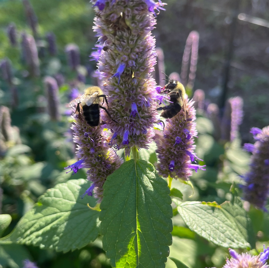 Agastache fennel