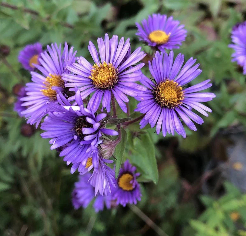 New England Aster