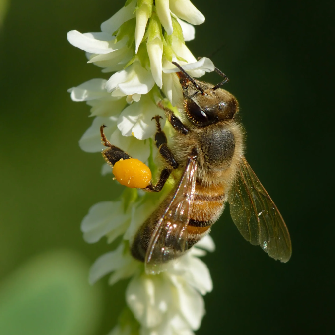 White sweet clover