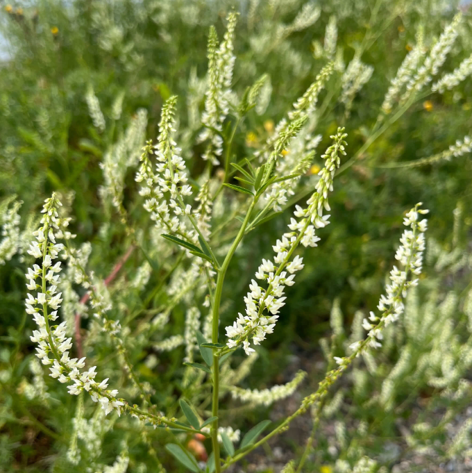 White sweet clover