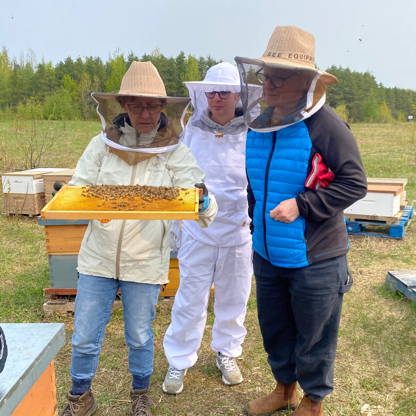Beginner - The practice of beekeeping