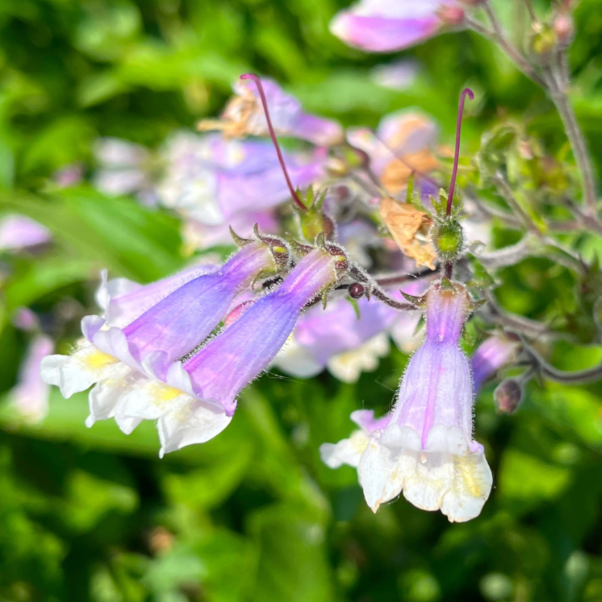 Hairy Penstemon