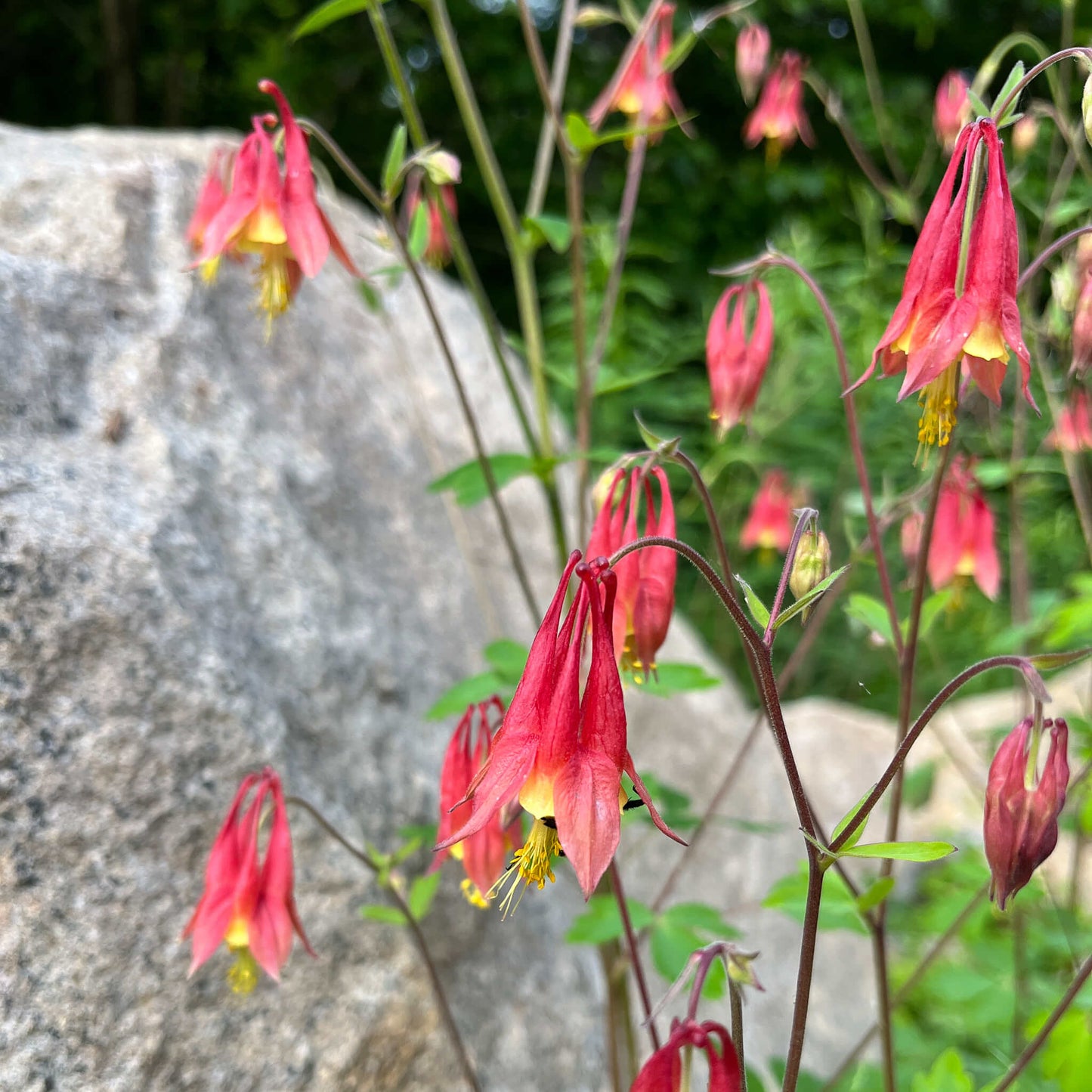 Coffret de semences - Îlot de biodiversité