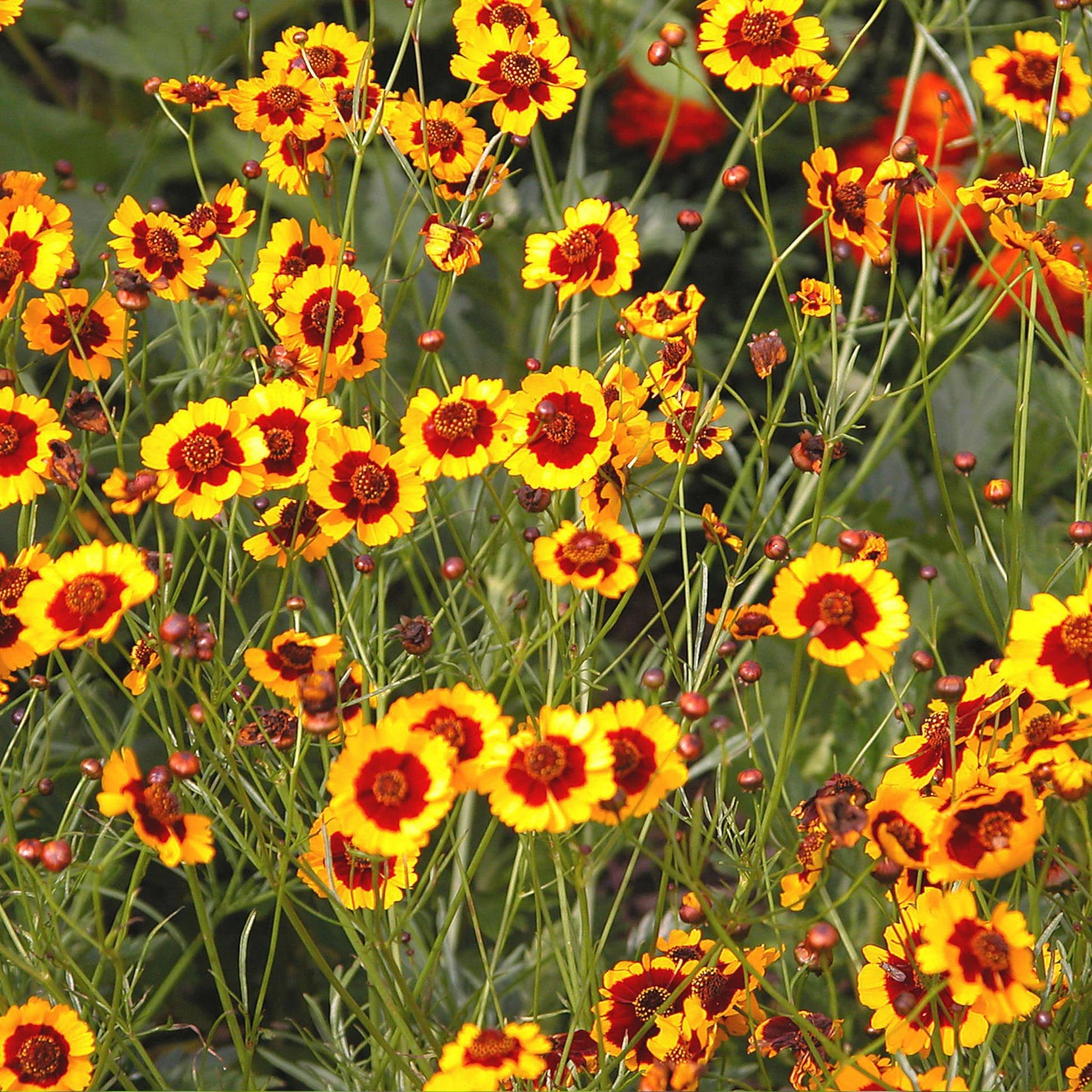 Coréopsis des teinturiers