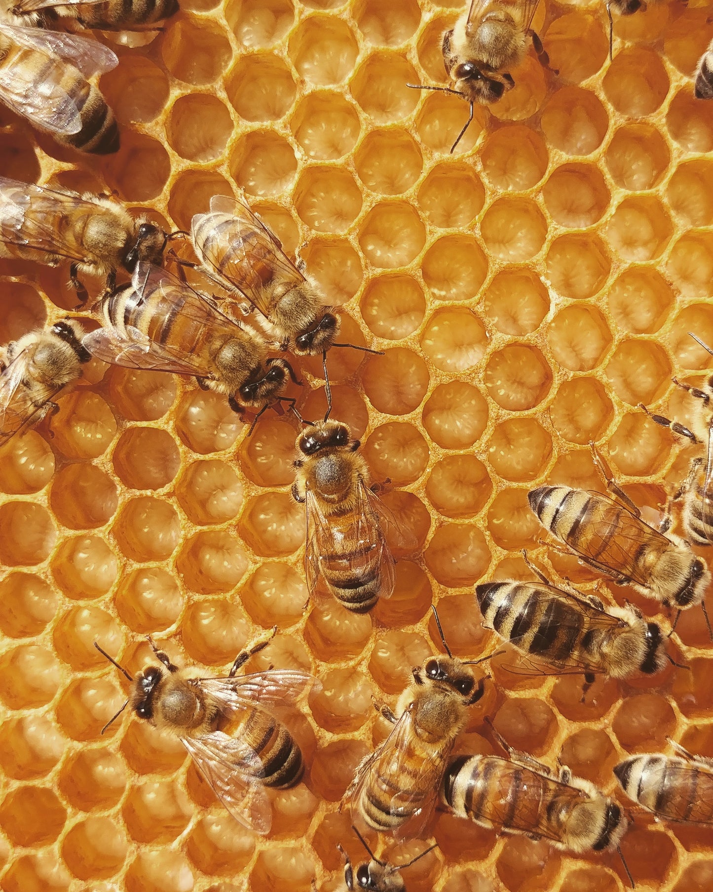 Theoretical training - Introduction to beekeeping