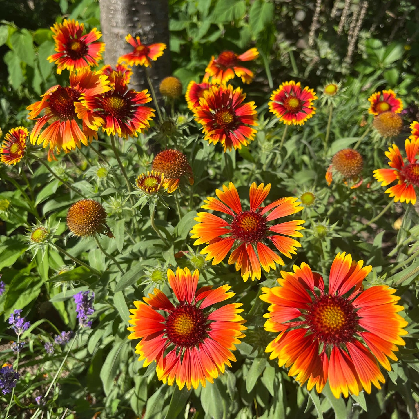 Gaillarde