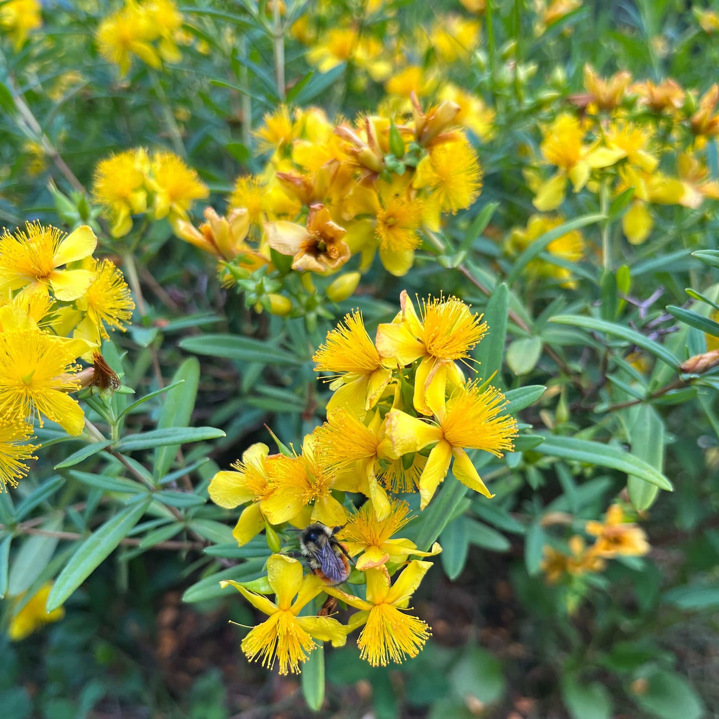 Millepertuis prolifère