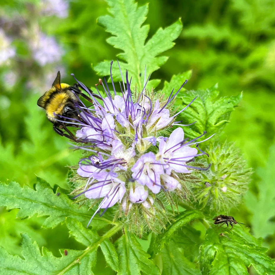 Tansy-flowered phacelia