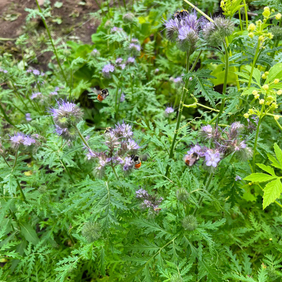 Tansy-flowered phacelia