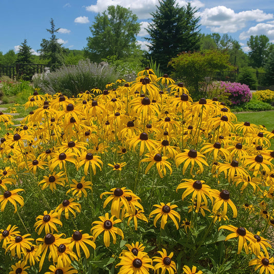 Rudbeckie hérissée