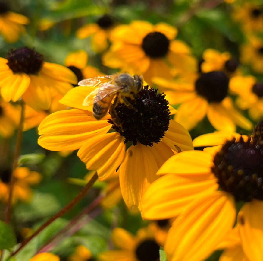 Three-lobed Rudbeckia