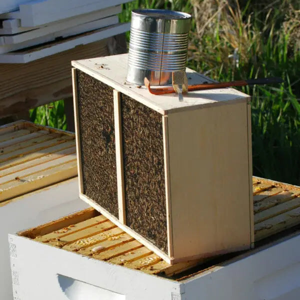 Paquet d'abeilles 1.5 kg avec reine - Italie