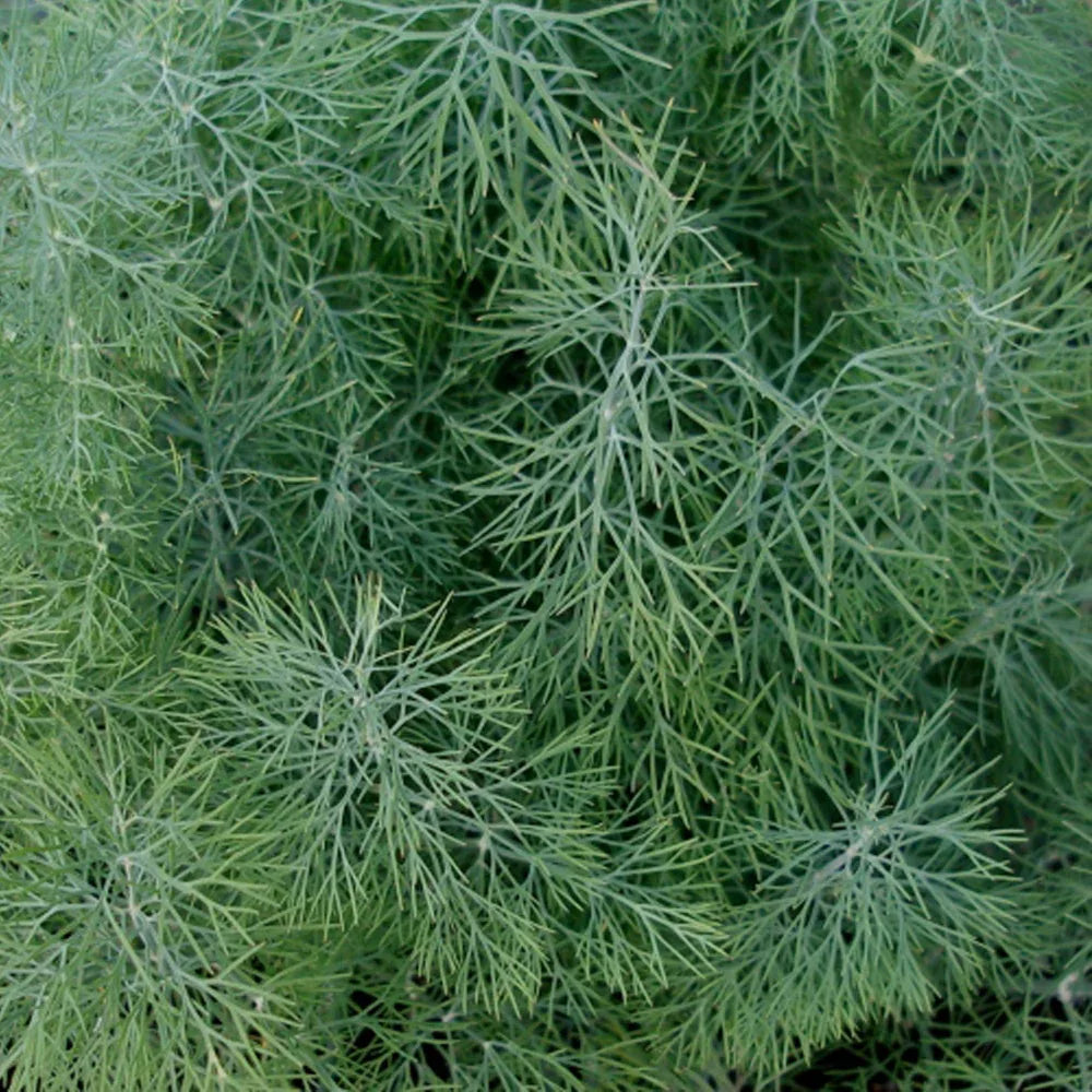 Aneth de jardin biologique