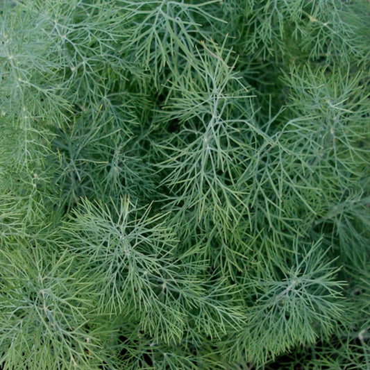 Aneth de jardin biologique