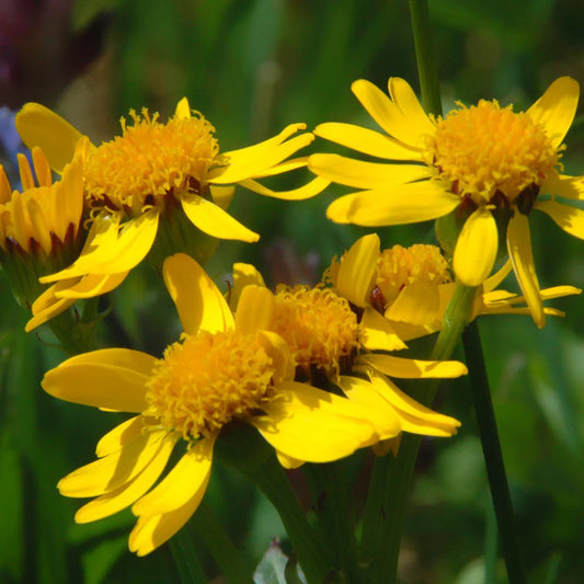 Arnica americana biologique