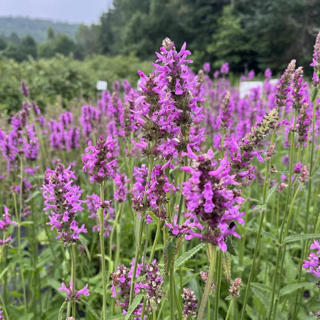 Bétoine officinale biologique
