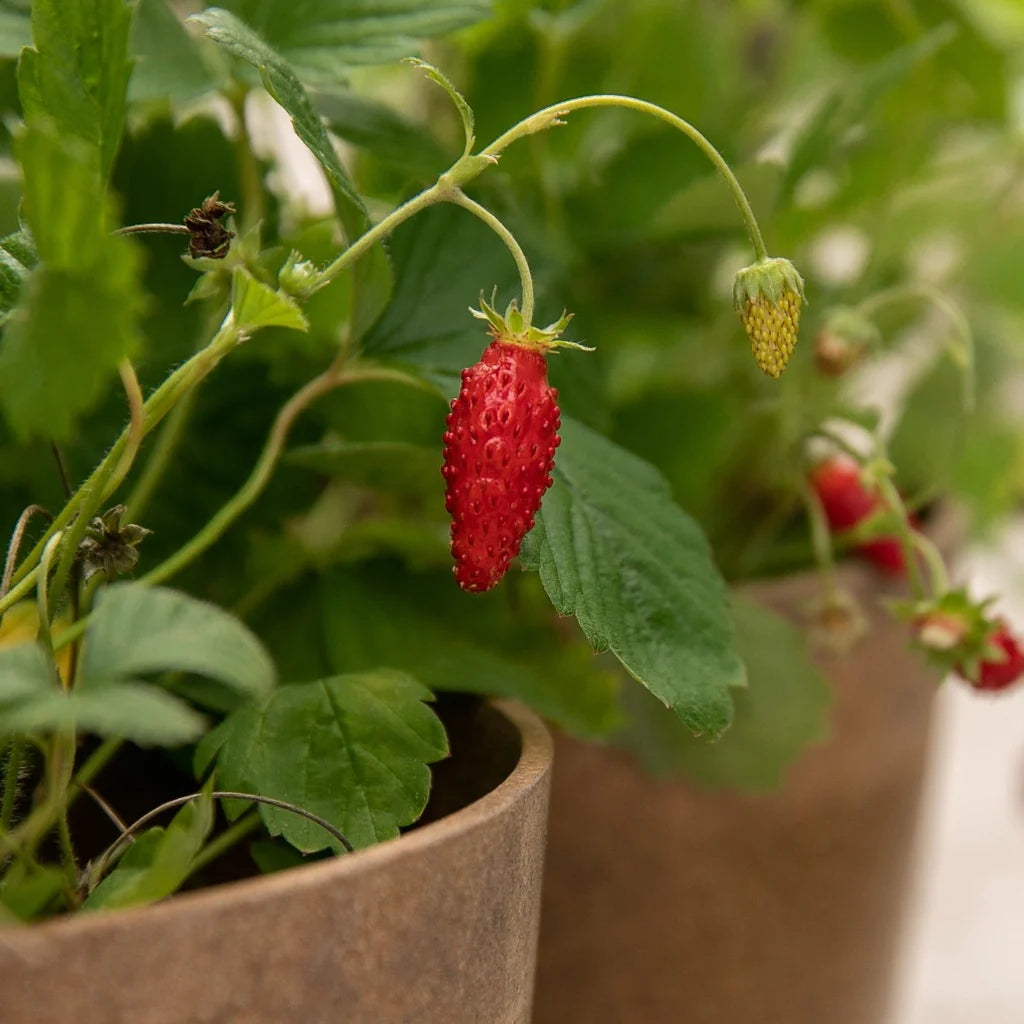Fraisier alpin rouge biologique
