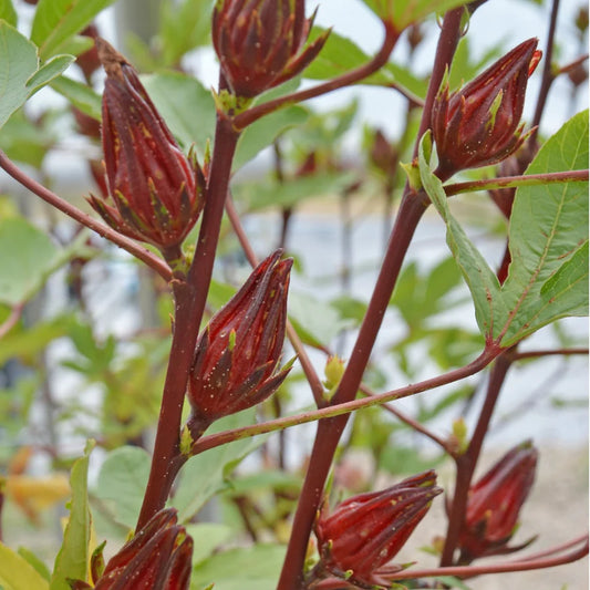 Hibiscus Roselle biologique