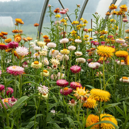 Immortelle à bractées en mélange biologique