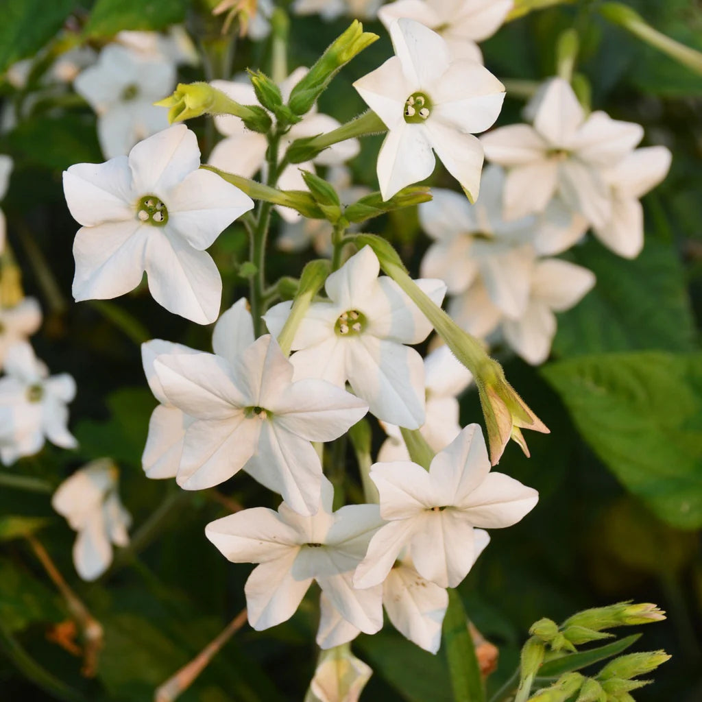 Nicotine Jasmin biologique
