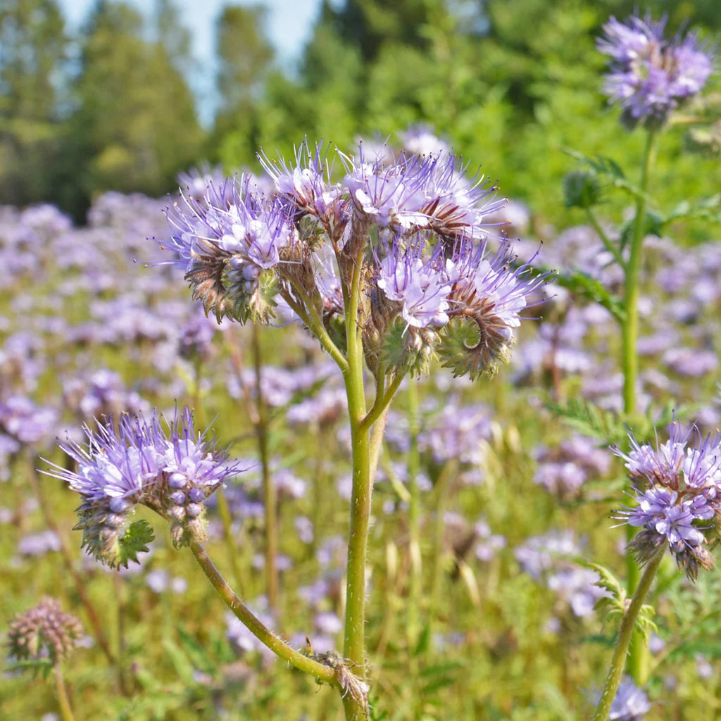 Phacélie à fleur de tanaisie biologique
