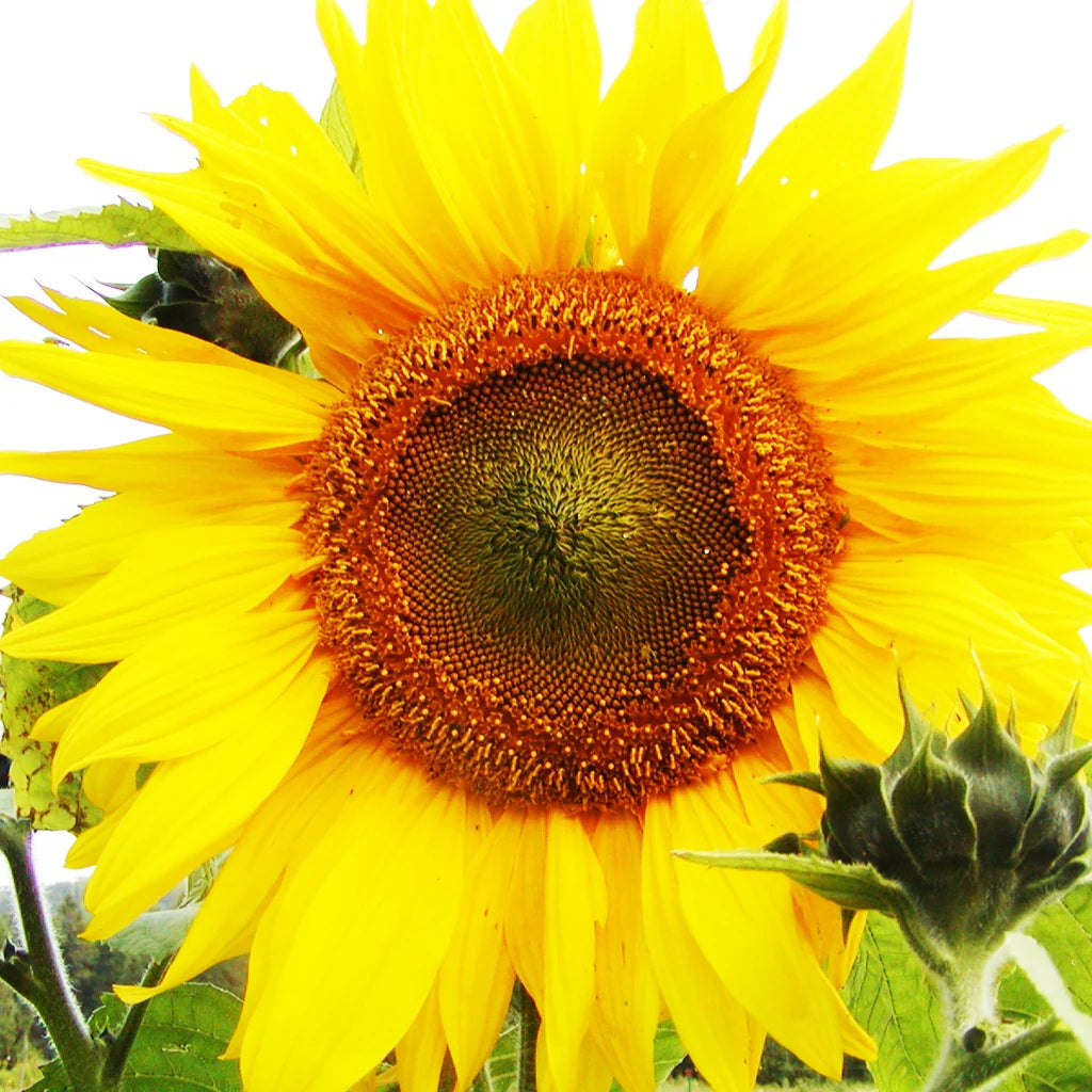 Tournesol Mammouth géant biologique