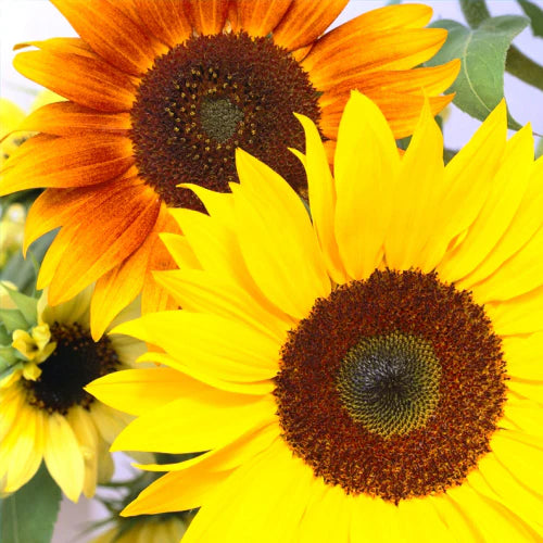 Tournesol en mélange biologique