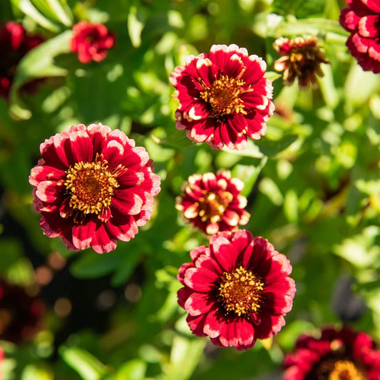 Zinnia Aztec Burgundy Bicolor biologique