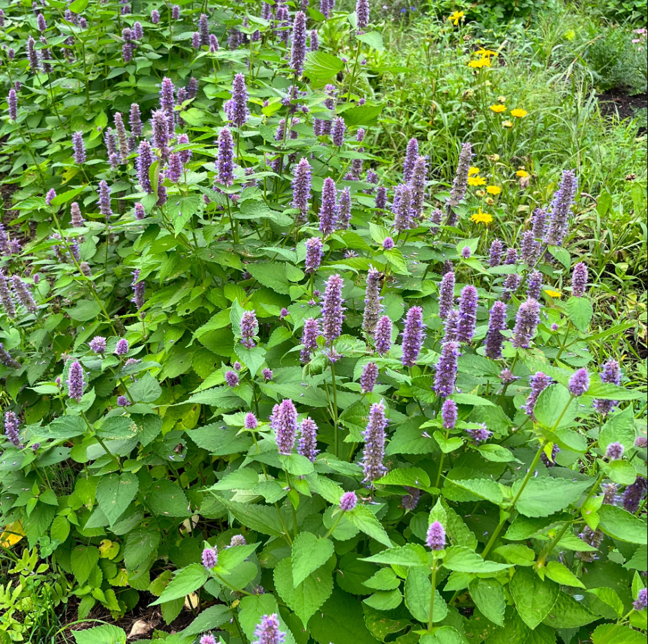 Agastache fenouil