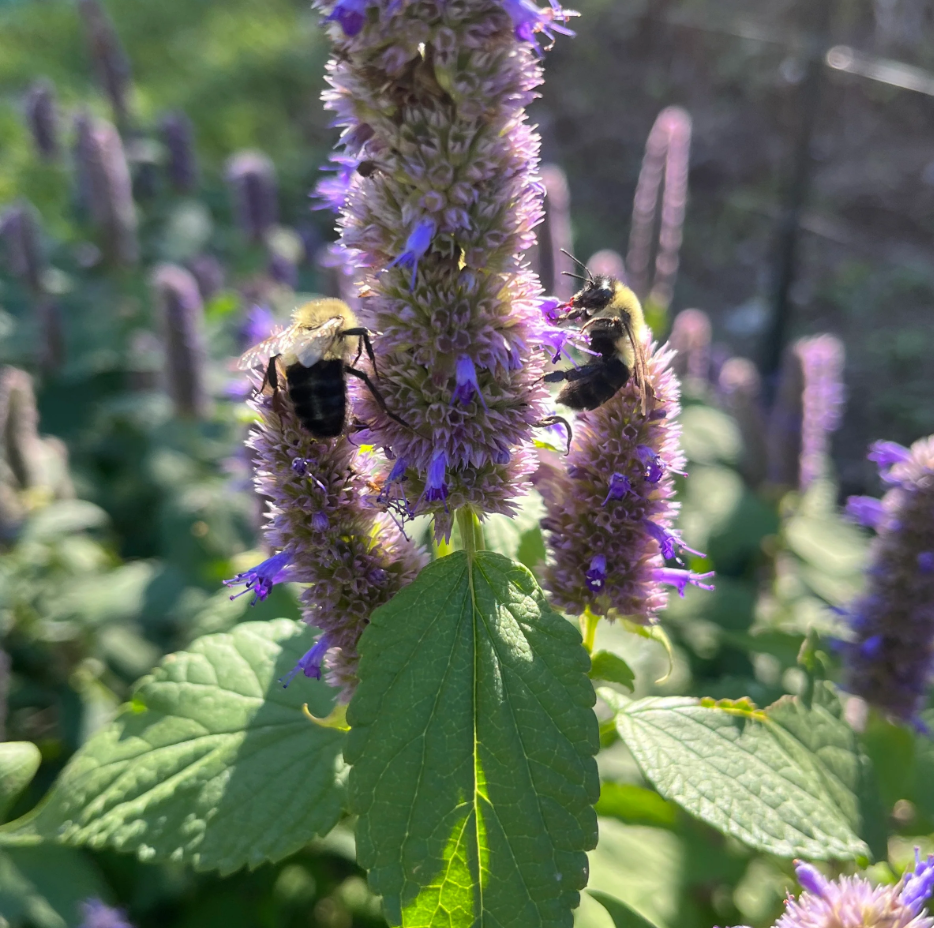 Agastache fenouil