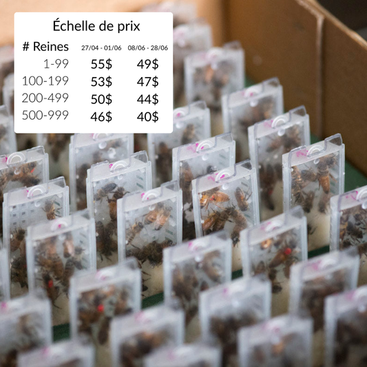 Reine importée d'Italie