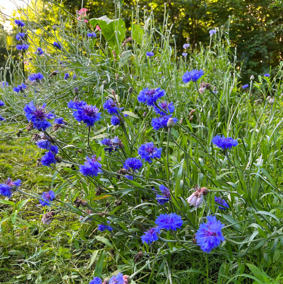 Centaurée bleuet