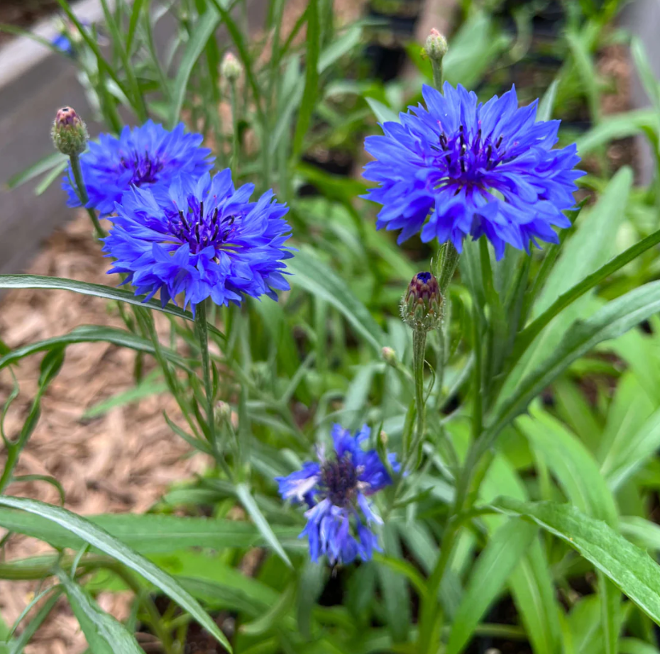 Centaurée bleuet