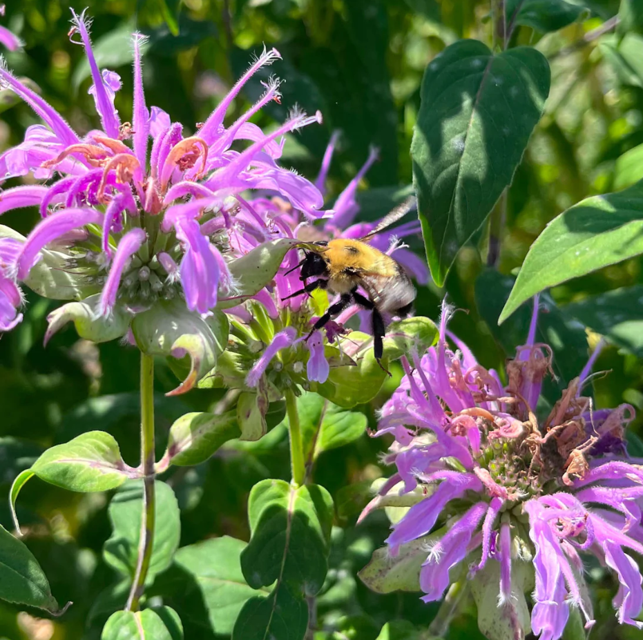 Monarde fistuleuse