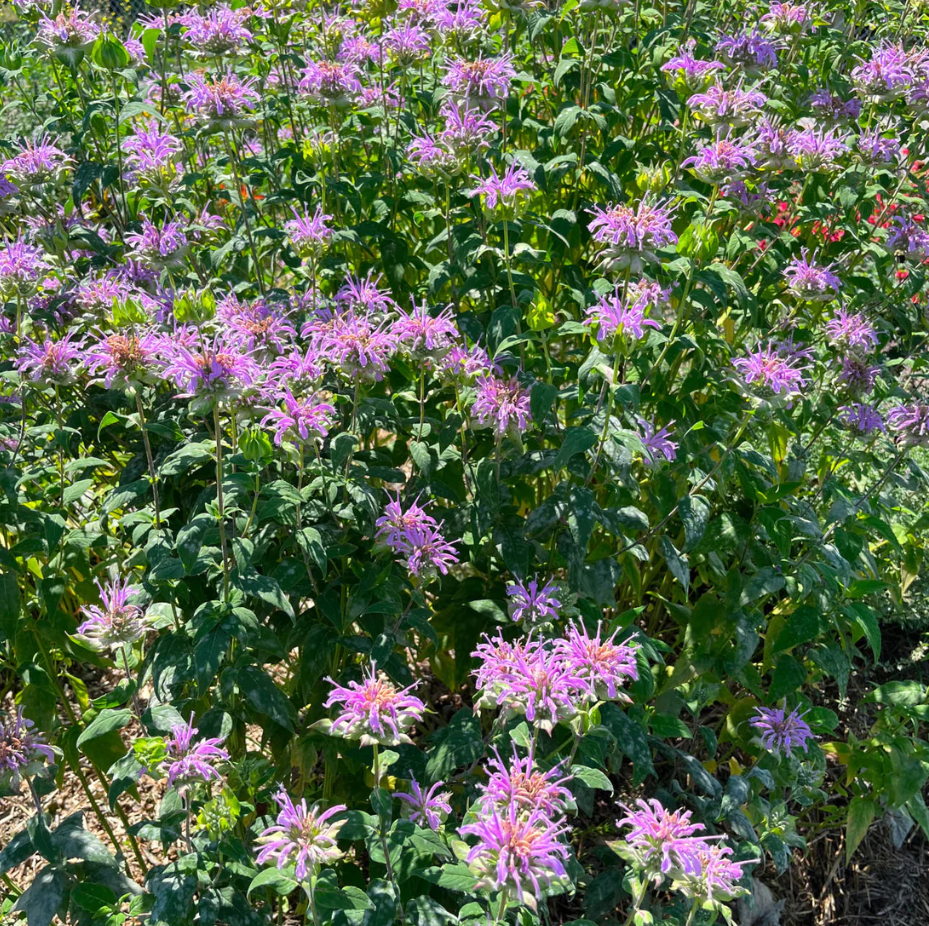 Monarde fistuleuse