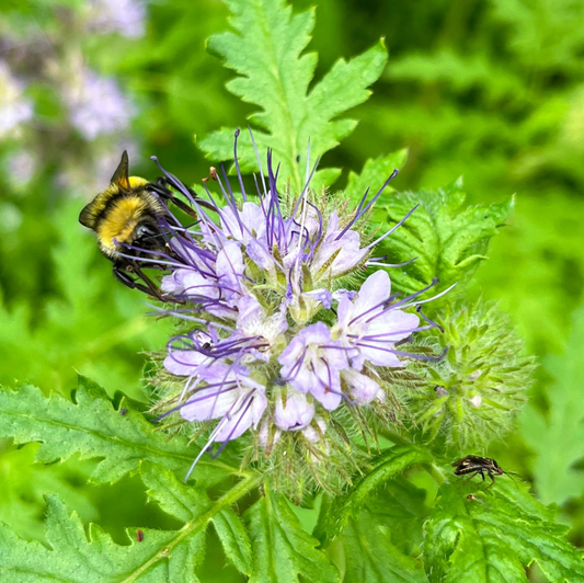 Phacélie à fleurs de tanaisie