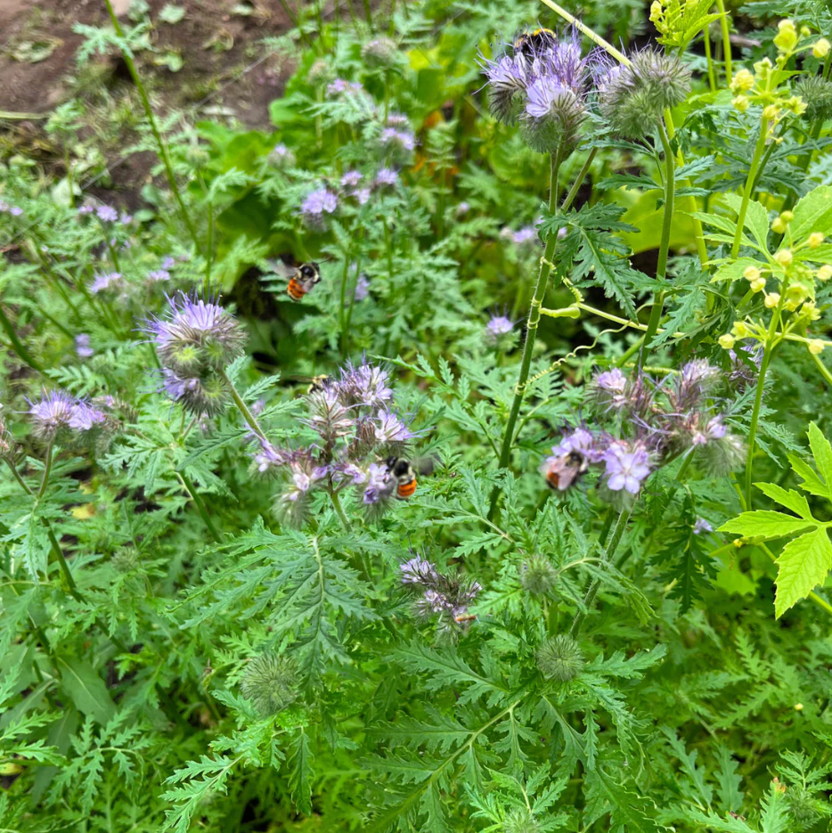 Phacélie à fleurs de tanaisie